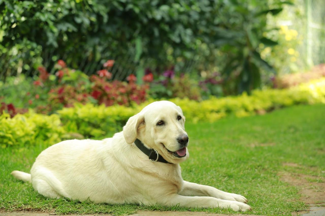 Sunvalley Homestay Coonoor Eksteriør bilde